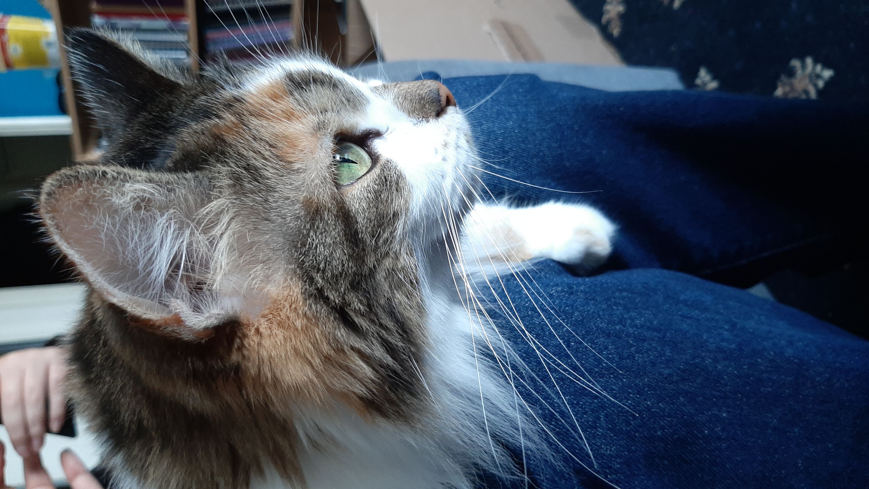 Close up of my car Viola, sitting on her dad's lap, overhanging his knee, photo by the author