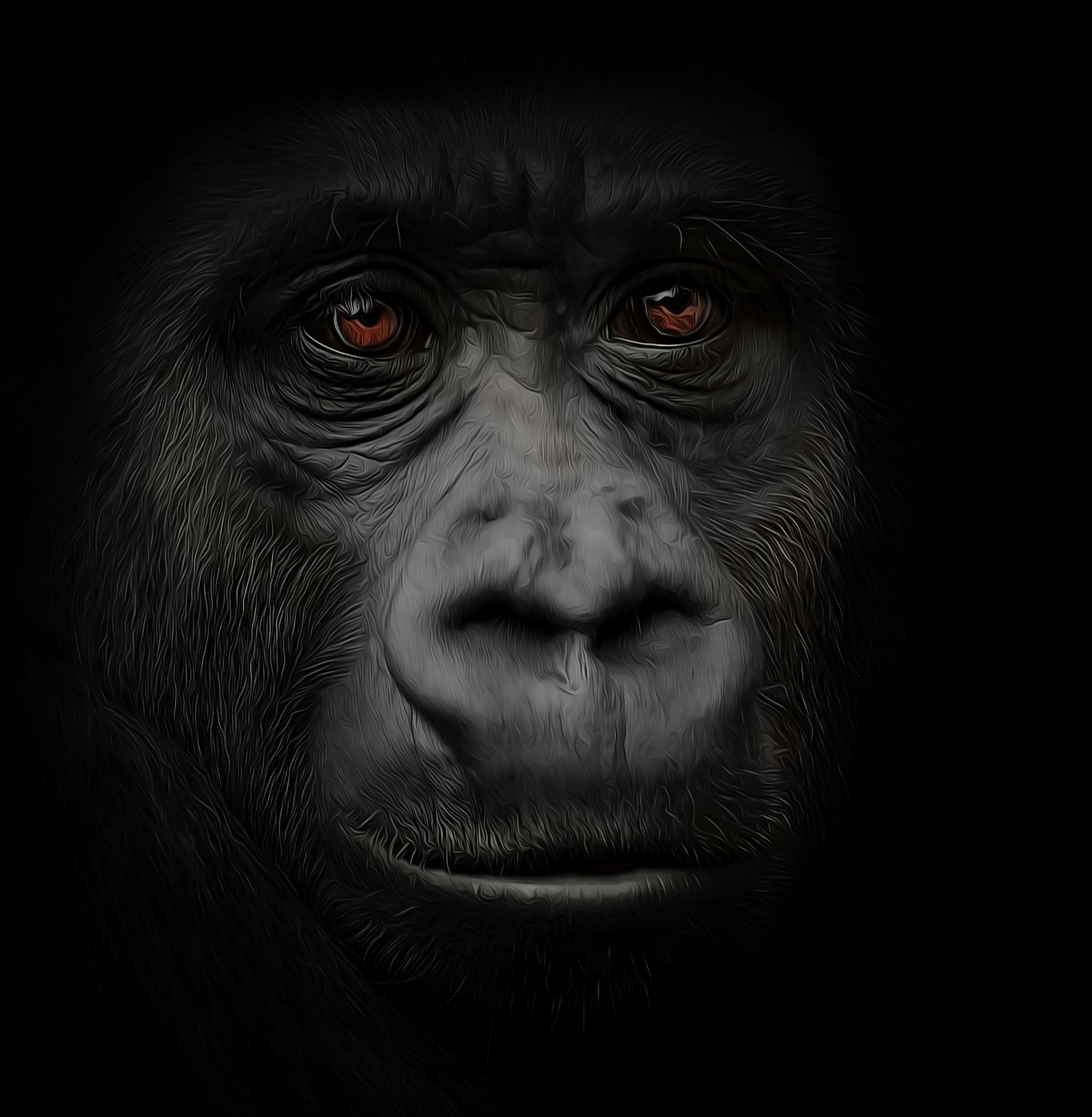 A frankly beautiful portrait of a gorilla, Microsoft Stock Images.