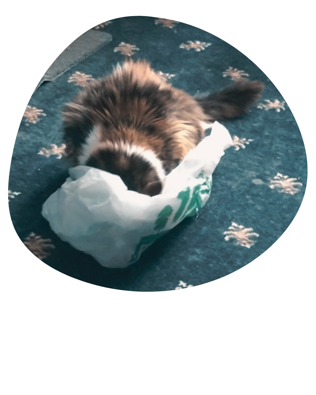 Viola nose-deep in a plastic bag (she's fine, she's at no risk of hurting herself, this is fully supervised)