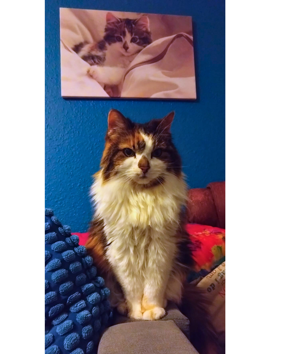 Viola posing on the sofa back, behind her on the wall is a photo of her as a kitten nestled in a huge beanbag she commandeered as 'hers'
