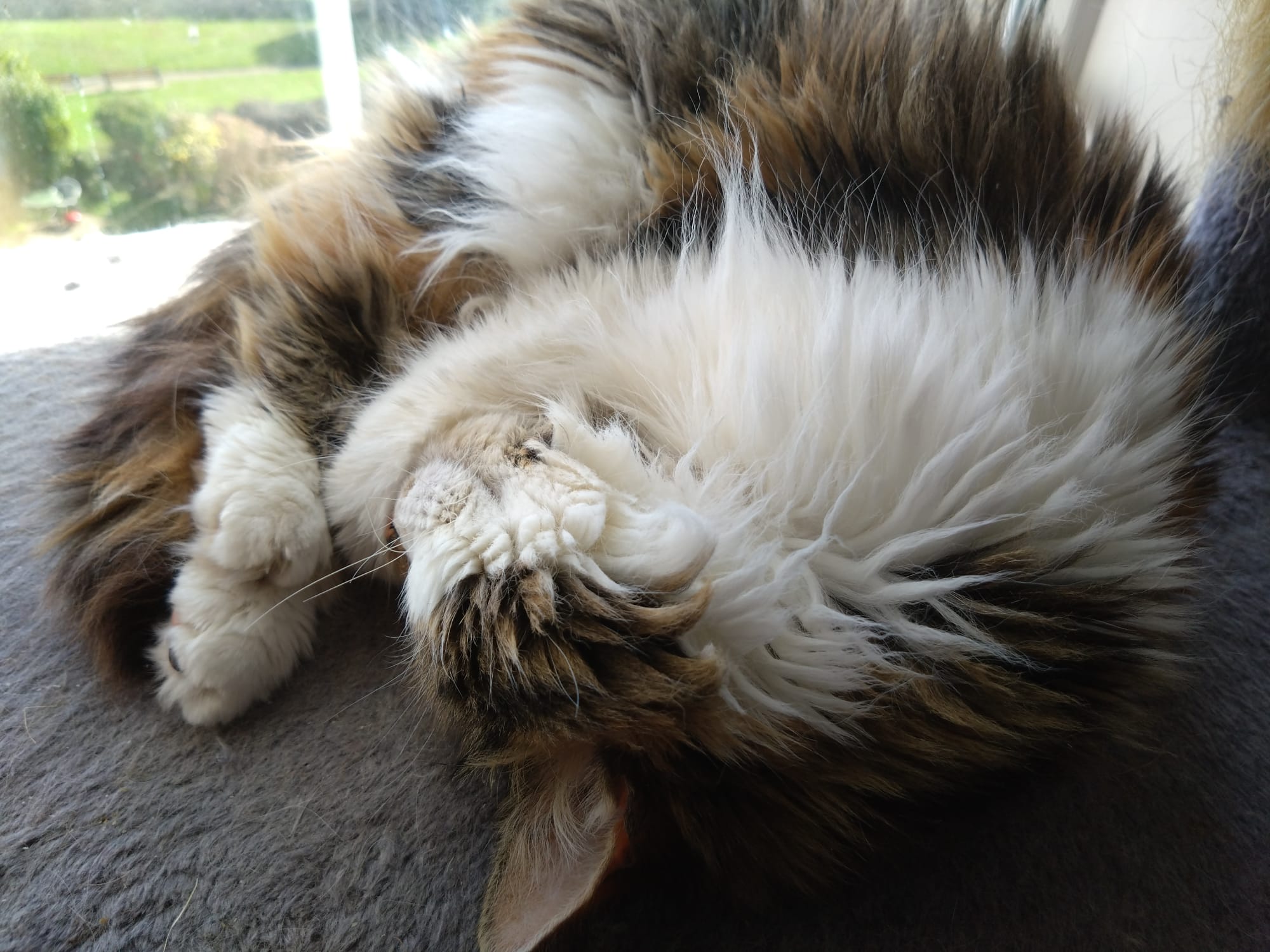 Viola in 'doughnut nap' mode