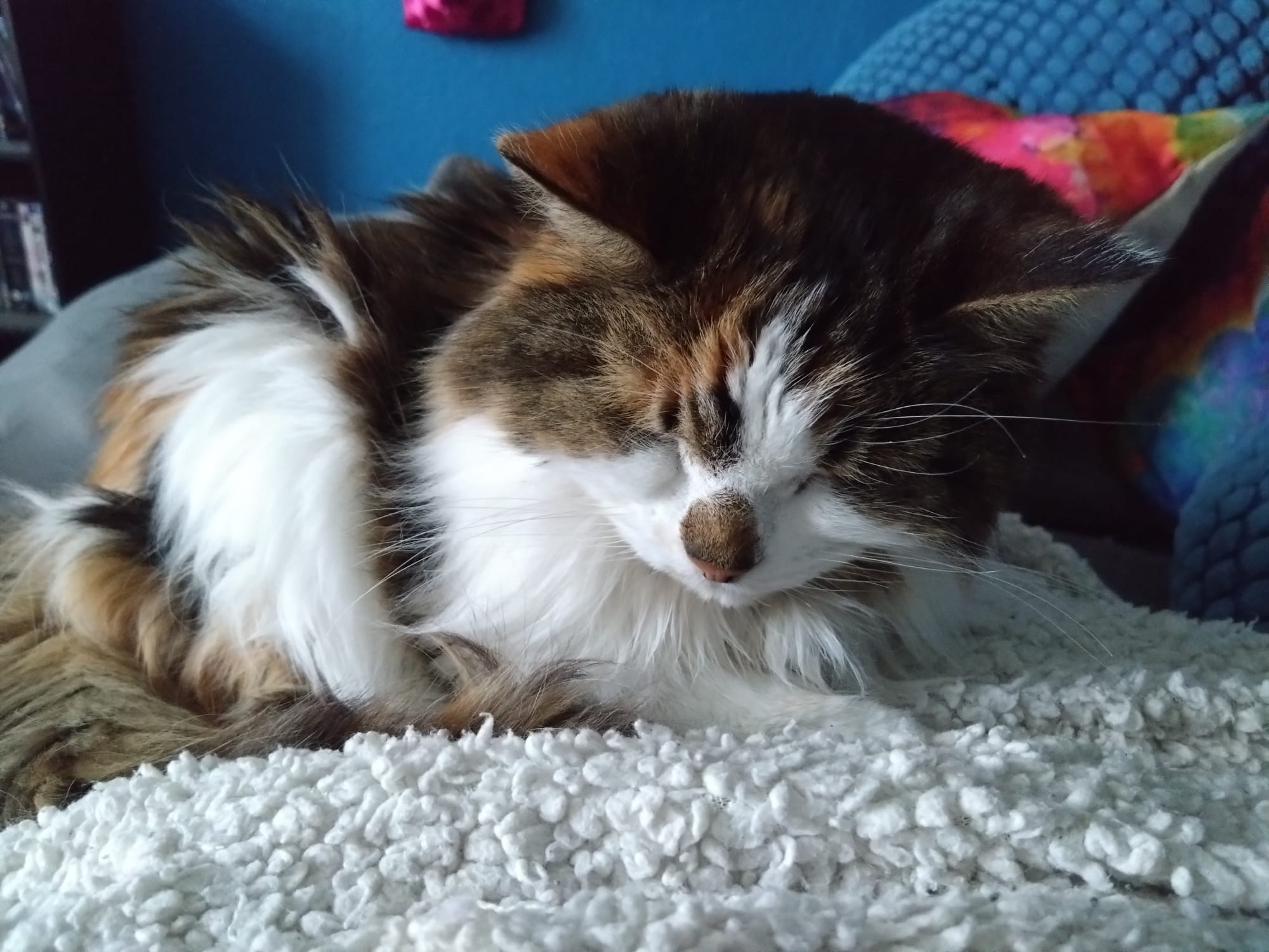 Viola in 'loaf nap' mode
